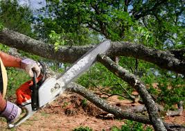 Professional Tree Removal and Landscaping Services in Sallisaw, OK